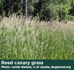 Reed Canary Gras. Photo: Jamie Nielsen, U of Alaska, Bugwood.org